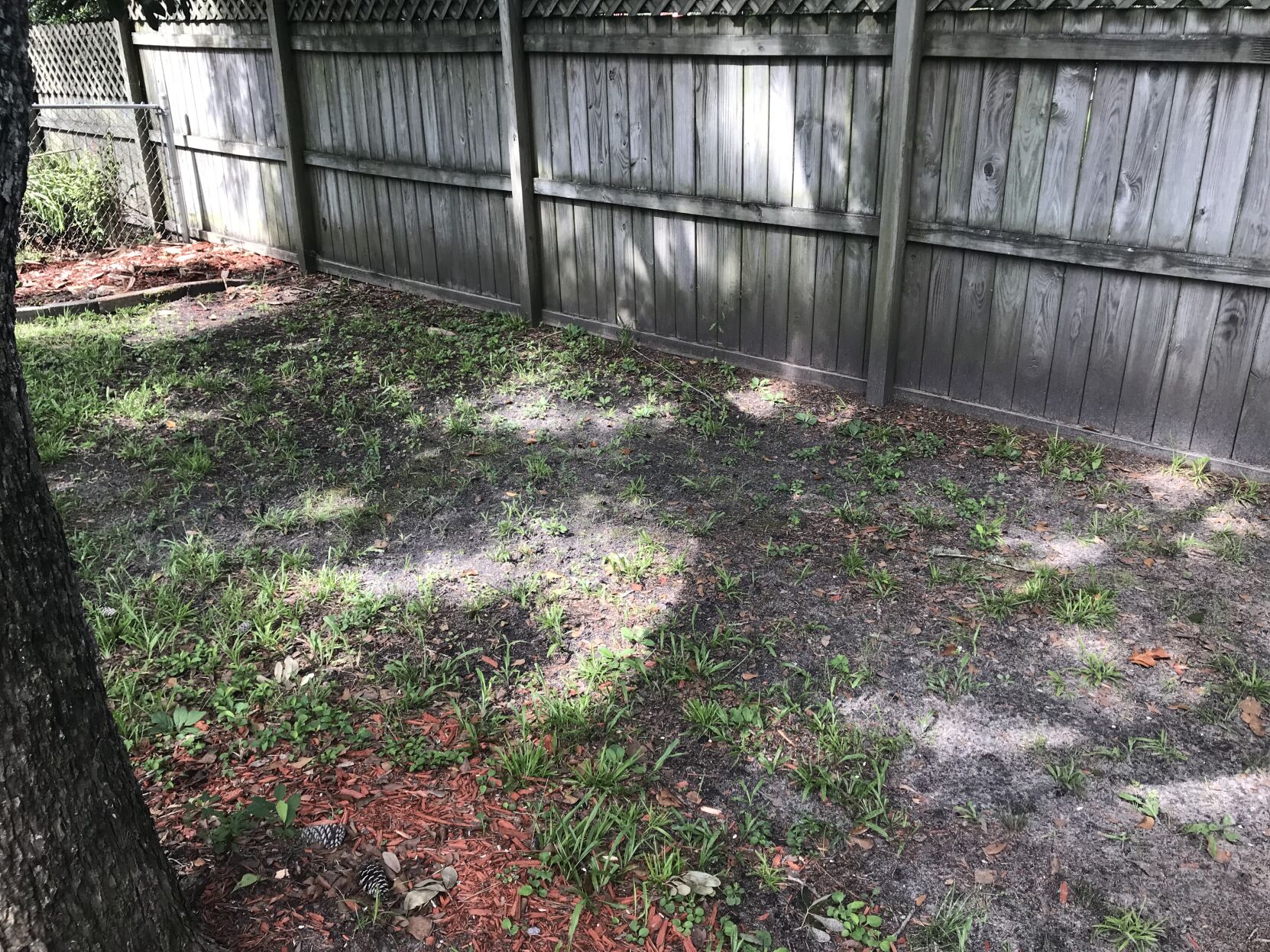 Grass thinning from too much shade.JPG